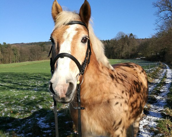 Pferd Moritz 1222 (Haflinger, 1994, von Haron)