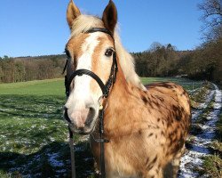 horse Moritz 1222 (Haflinger, 1994, from Haron)