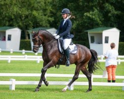 dressage horse Pippin's Pride A.t. (Welsh Partbred, 2010, from Wengelo's Ricardo)