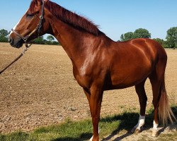 broodmare Donau Queen T (German Sport Horse, 2003, from Donatelli I)