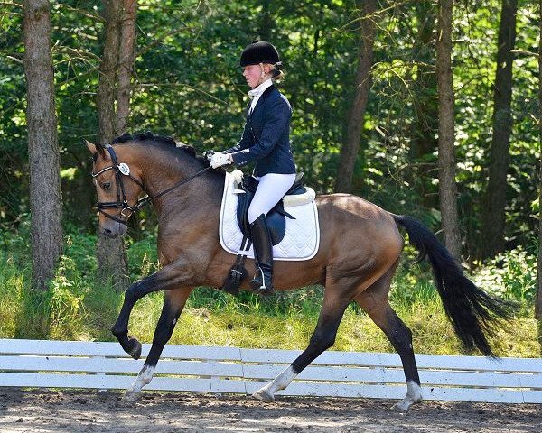 stallion PAV Talisman (German Riding Pony, 2010, from Top Champy)