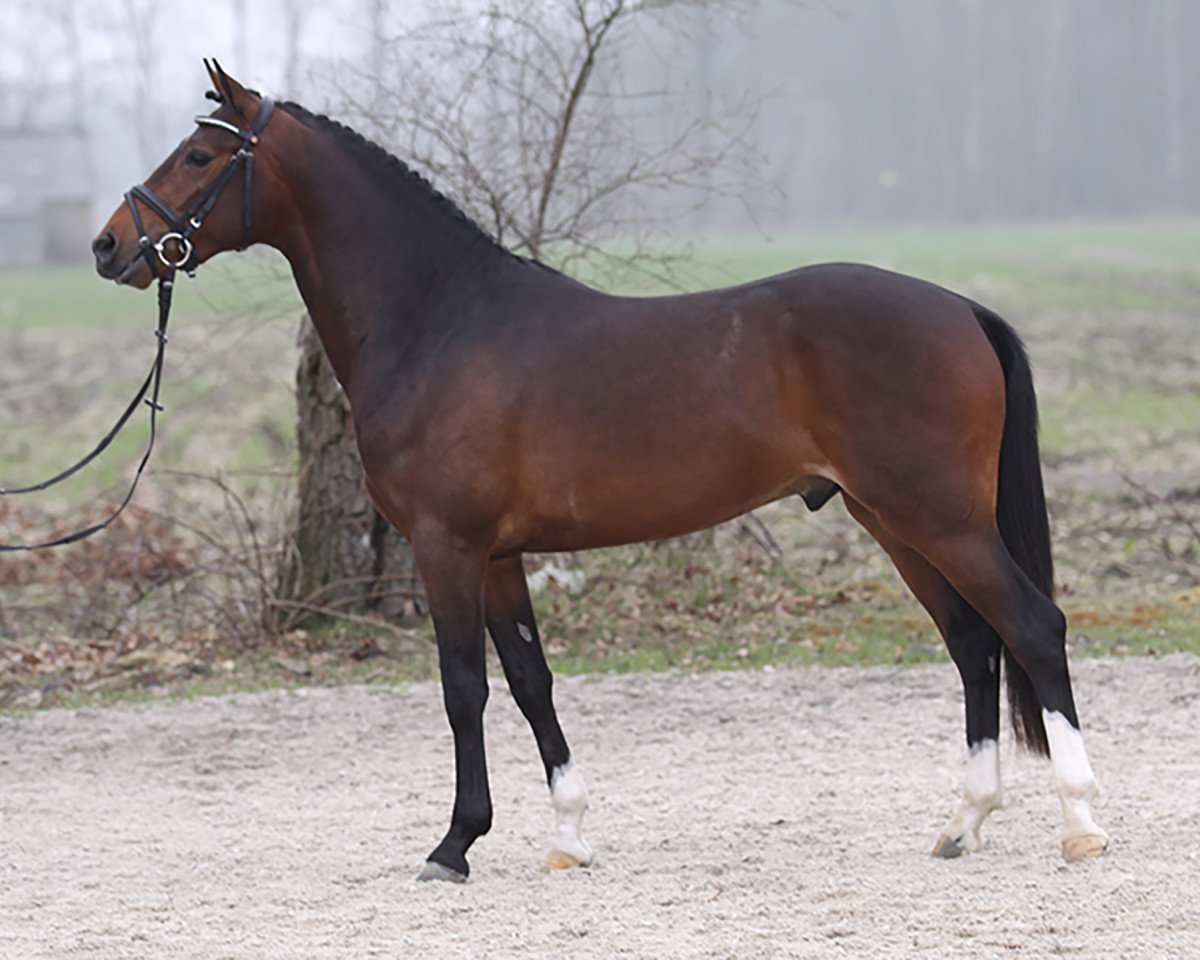 Deckhengst Kooihuster Samme (Nederlands Welsh Ridepony, 2006, von Orchard Red Prince)