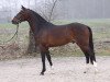 stallion Kooihuster Samme (Nederlands Welsh Ridepony, 2006, from Orchard Red Prince)