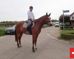 dressage horse Cosmo (Freiberger, 2016, from Vartan CH)