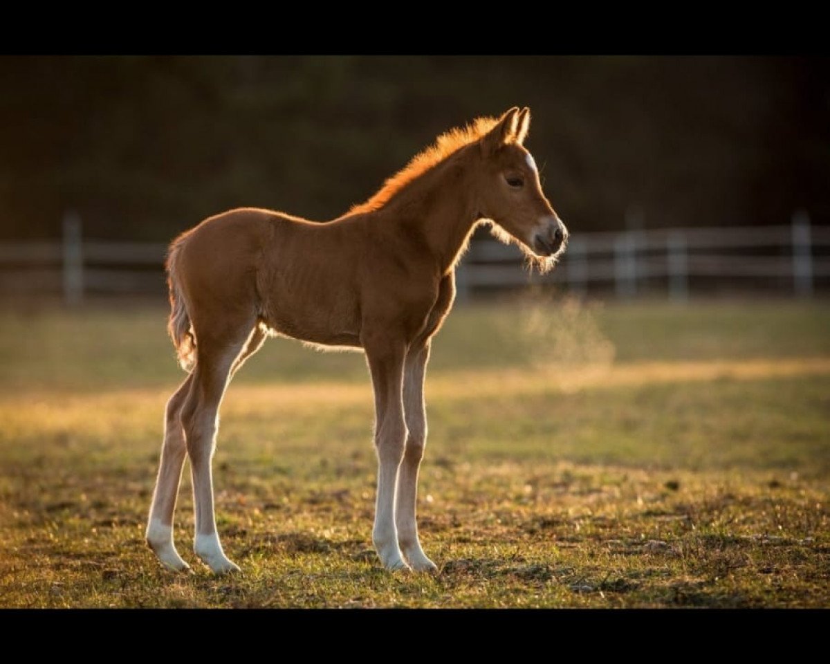 dressage horse Nur für Dich (German Riding Pony, 2020, from Assenmacher’s New Jackpot)