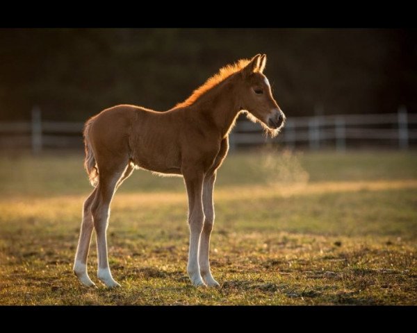 dressage horse Nur für Dich (German Riding Pony, 2020, from Assenmacher’s New Jackpot)