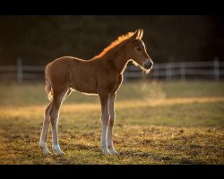 Dressurpferd Nur für Dich (Deutsches Reitpony, 2020, von Assenmacher’s New Jackpot)