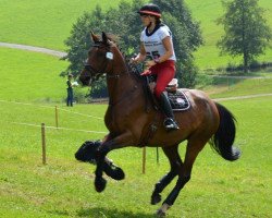 broodmare Cathy P (German Warmblood, 2009, from Caedmon)