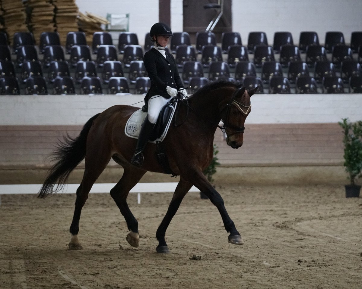 dressage horse Castillo 18 (Holsteiner, 2009, from Canoso)
