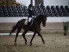 dressage horse Castillo 18 (Holsteiner, 2009, from Canoso)