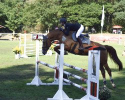 jumper Brisbane 20 (German Sport Horse, 2014, from Balou du Rouet)