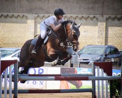 jumper Caluna (German Sport Horse, 2010, from Chacito)