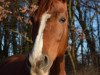 broodmare Annabell 497 (German Sport Horse, 2007, from Askari)