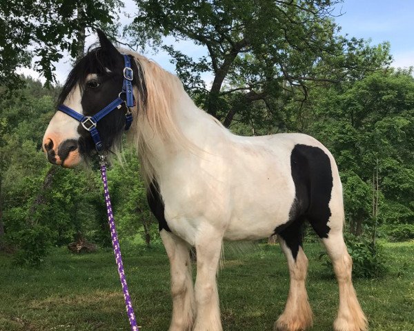 horse Katinka (Tinker-Mix / Pinto Tinker / Crossbreed, 2008)