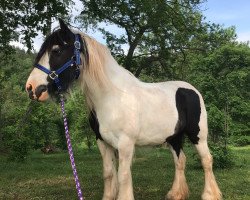 horse Katinka (Tinker-Mix / Pinto Tinker / Crossbreed, 2008)