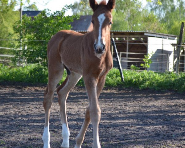 jumper Come on Cookie S (German Sport Horse, 2019, from Casskeni II)