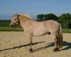 stallion Iduna Acres Sander (Fjord Horse, 2005, from WH Stone)