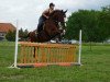 jumper Lord Mac Fly (German Sport Horse, 2006, from Lord Altmark)