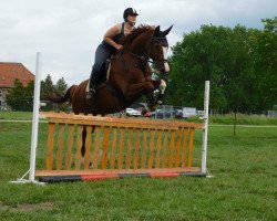 jumper Lord Mac Fly (German Sport Horse, 2006, from Lord Altmark)