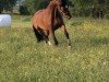 jumper First Lady V.schl'Hof CH (Swiss Warmblood, 2007, from Lady Lover R)