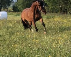 Springpferd First Lady V.schl'Hof CH (Schweizer Warmblut, 2007, von Lady Lover R)