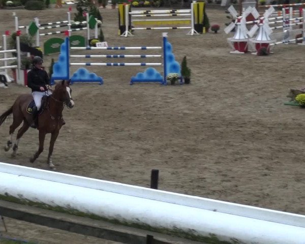 Reitturnier Aachen - Gut Weyern 2015