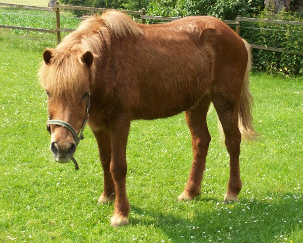 horse Reynir (Iceland Horse, 1977)