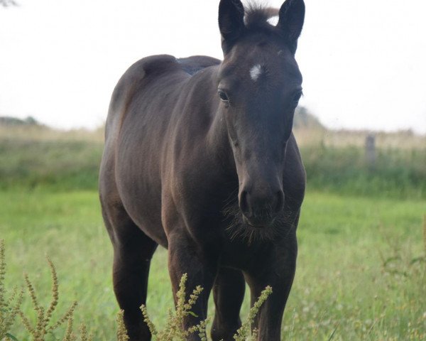 Dressurpferd Patrina de Titolas (Deutsches Reitpferd, 2020, von TITOLAS)