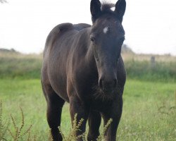 Pferd Patrina de Titolas (Deutsches Reitpferd, 2020, von Titolas)