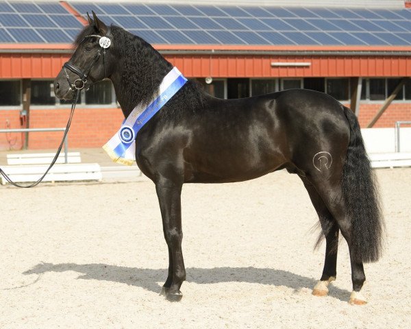 stallion Inquieto Rodri II (Pura Raza Espanola (PRE), 2015, from Zahonero VII)