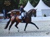 dressage horse Lower Saxony 3 (Hanoverian, 2009, from Londontime)