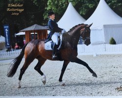 dressage horse Lower Saxony 3 (Hanoverian, 2009, from Londontime)