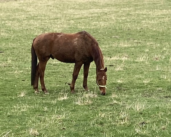 Springpferd Fuego 94 (Hannoveraner, 2002, von Federweisser)