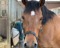 dressage horse Pepe 207 (Rhinelander, 2005, from Potter)