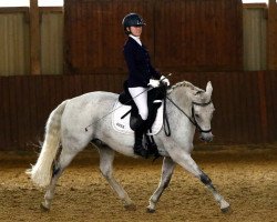 dressage horse Montana's Night Time Playboy (New Forest Pony, 2005, from Corso)