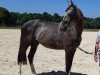 broodmare Colana L (Westphalian, 2016, from Capistrano 2)