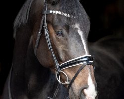 dressage horse RS D'Artagnan (Württemberger, 2016, from DeLorean)