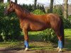 horse Hopkins (Hanoverian, 2009, from Hochadel)