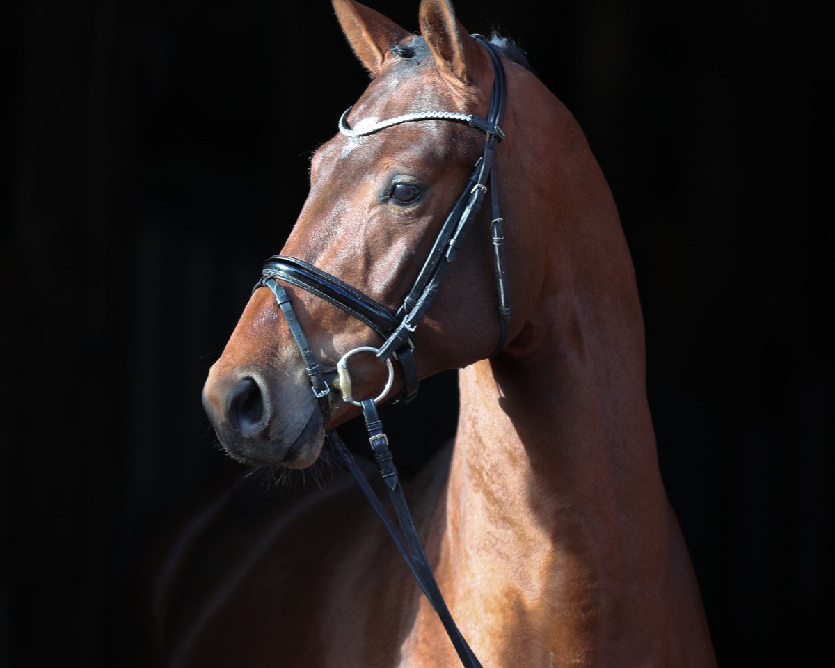 stallion ARMICORNIT H (Oldenburg show jumper, 2016, from Armitage)