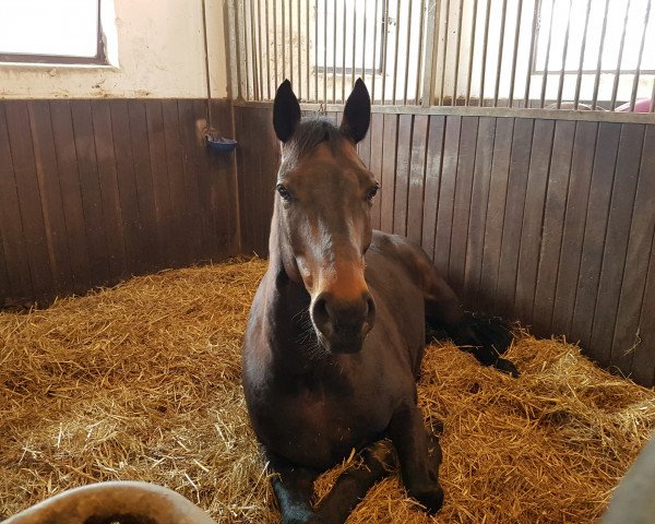 jumper Monte Rio (German Sport Horse, 2009, from Monte Bellini)