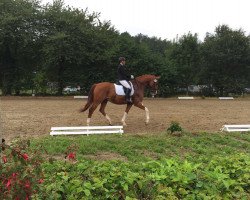 dressage horse Figaro la Haya (KWPN (Royal Dutch Sporthorse), 2010, from Gribaldi)