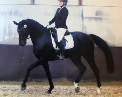 dressage horse Grey Filou (Oldenburg, 2014, from Grey Flanell)