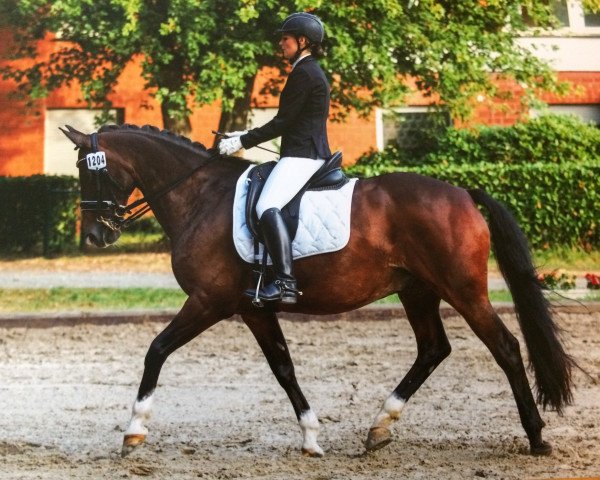 dressage horse Patrim Keloise (KWPN (Royal Dutch Sporthorse), 1997, from Gribaldi)