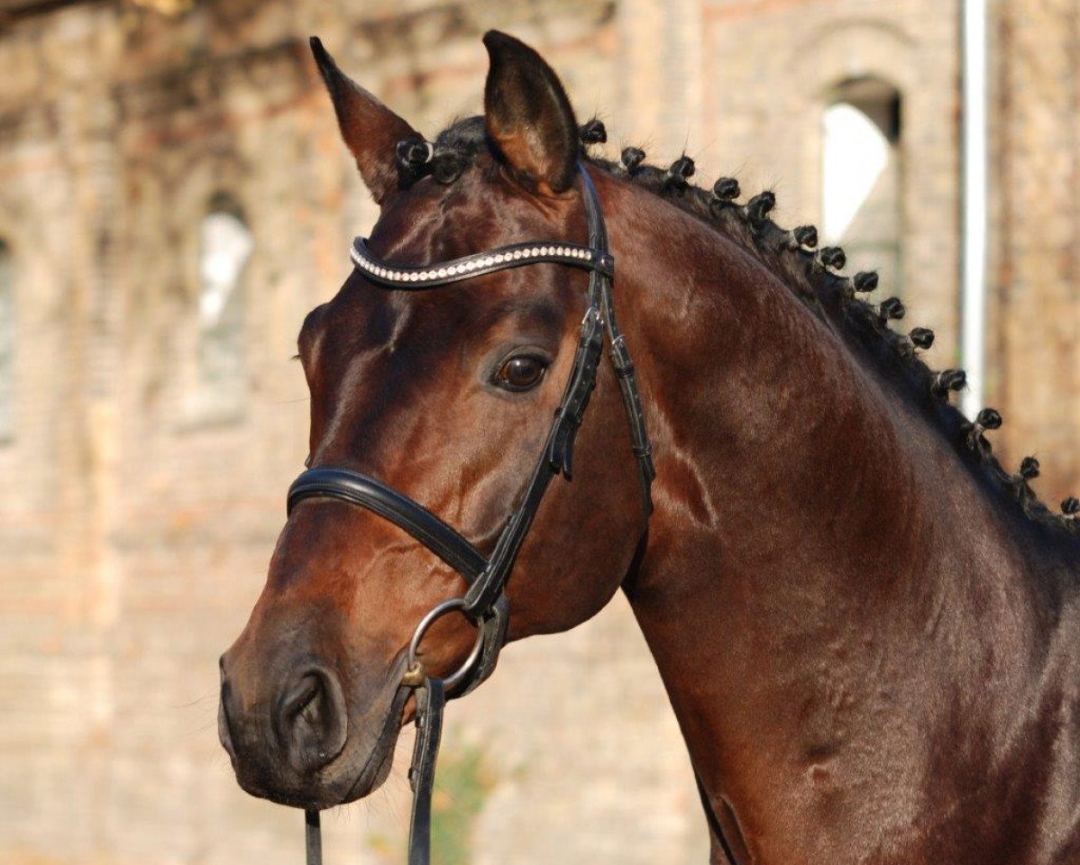stallion Flores Dream (Bavarian, 2006, from Florestan I)