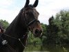 broodmare Cheyenne (Hanoverian, 2003, from Contendro I)