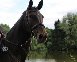 broodmare Cheyenne (Hanoverian, 2003, from Contendro I)