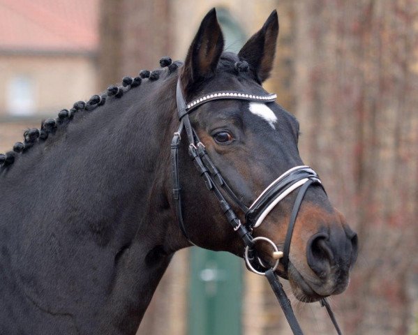 stallion Fuerto (Rhinelander, 2003, from Farewell I)