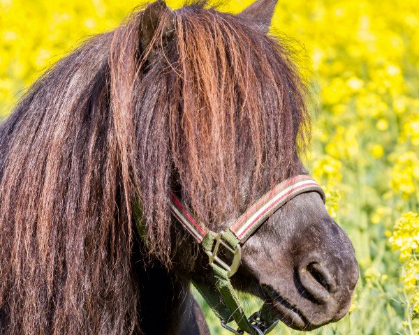 Pferd Raudi (Shetland Pony,  )