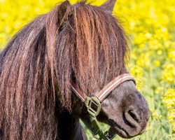 Pferd Raudi (Shetland Pony,  )