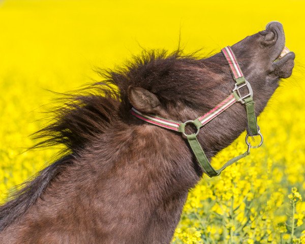 horse Hurrican (Shetland Pony,  )